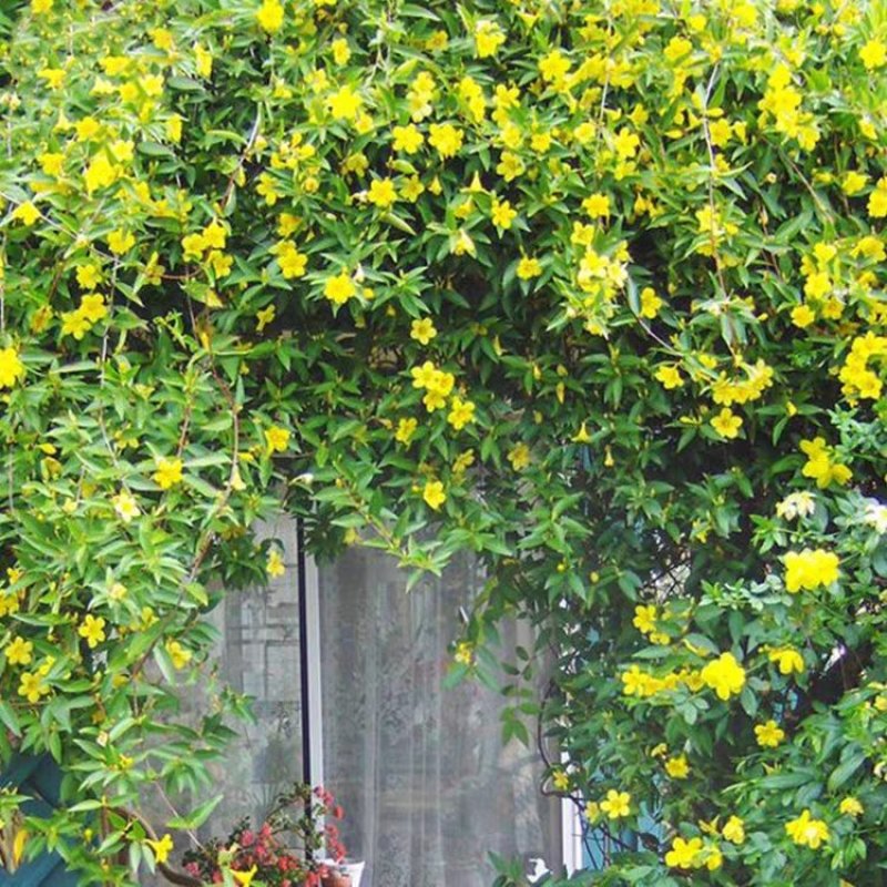 法国香水茉莉爬藤植物耐寒盆栽庭院攀爬。