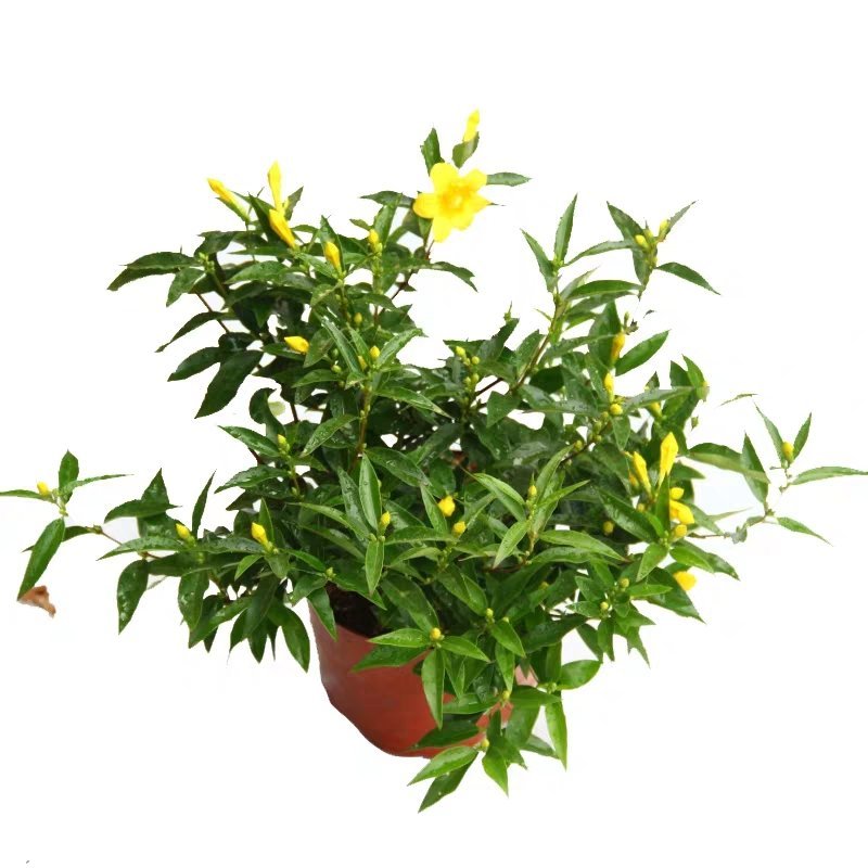 法国香水茉莉爬藤植物耐寒盆栽庭院攀爬。