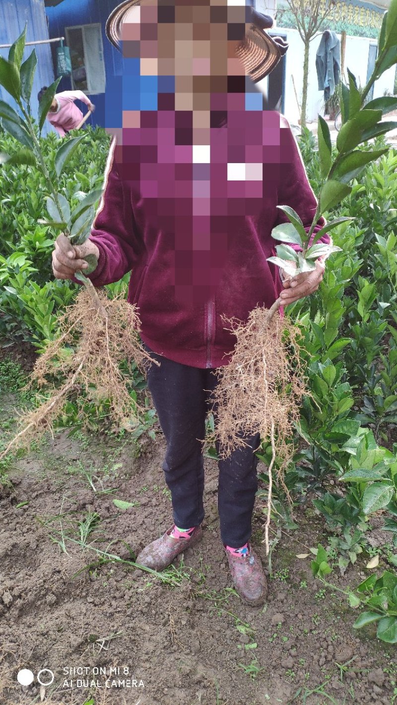 超粗壮，根须爆满的纽荷尔脐橙