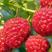 双季红树莓苗，保证品种和成活。不要拿假苗的价格和我比价格