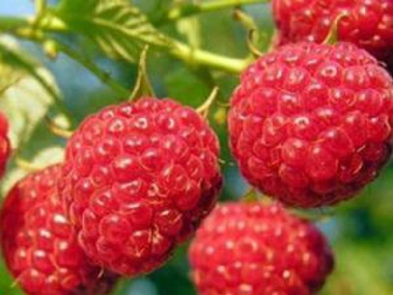 双季红树莓苗，保证品种和成活。不要拿假苗的价格和我比价格