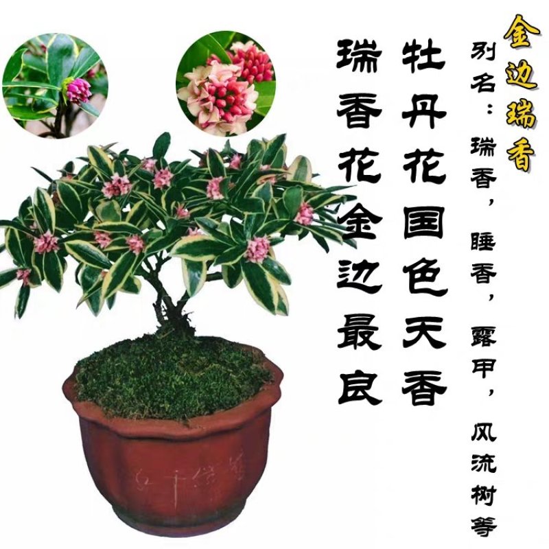 瑞香花盆在金边瑞香花。瑞香花盆景。瑞香花大庙。