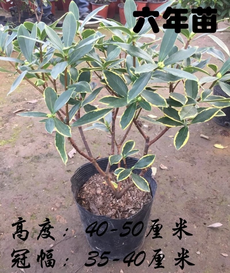 瑞香花盆在金边瑞香花。瑞香花盆景。瑞香花大庙。