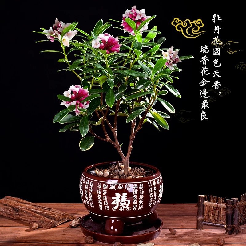 瑞香花盆在金边瑞香花。瑞香花盆景。瑞香花大庙。