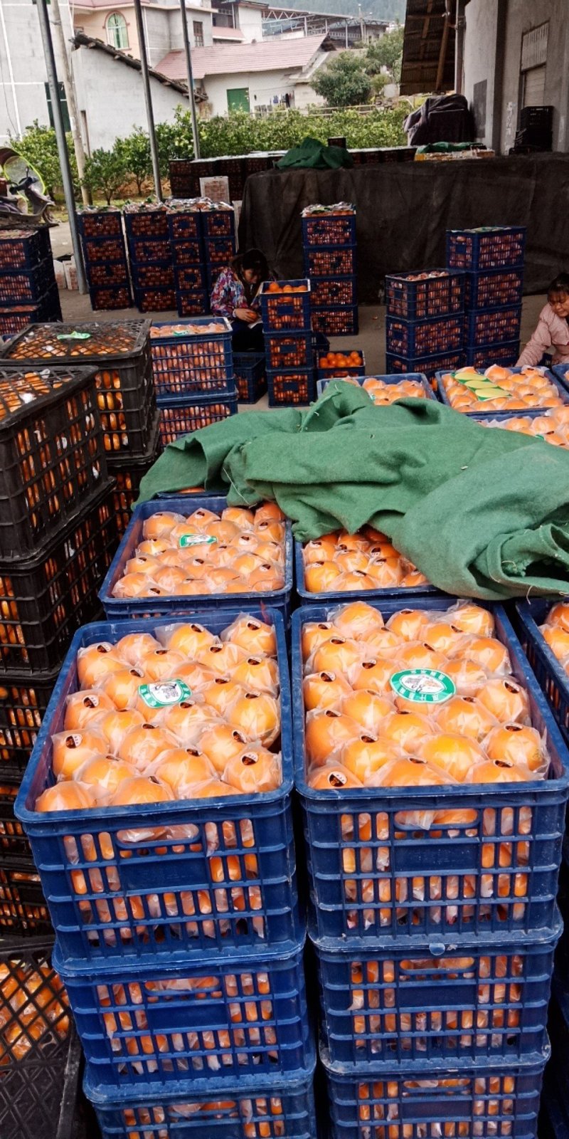 湖南湘西精品纽荷尔脐橙~大量上市中好货不容错过价格实惠