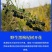 高原油菜野花蜜青海枸杞蜂蜜500g瓶装批发包邮