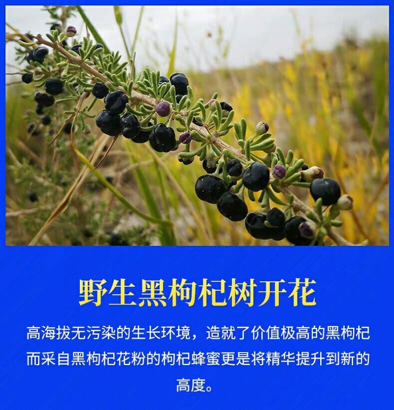 高原油菜野花蜜青海枸杞蜂蜜500g瓶装批发包邮