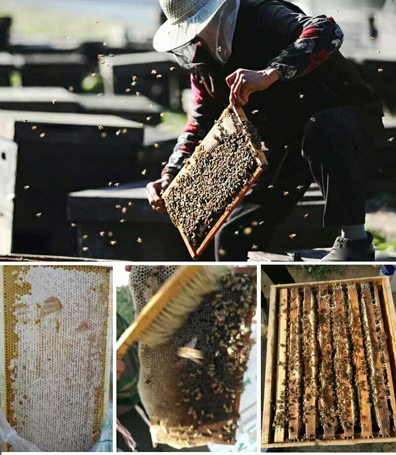 高原油菜野花蜜青海枸杞蜂蜜500g瓶装批发包邮