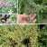 高原油菜野花蜜青海枸杞蜂蜜500g瓶装批发包邮