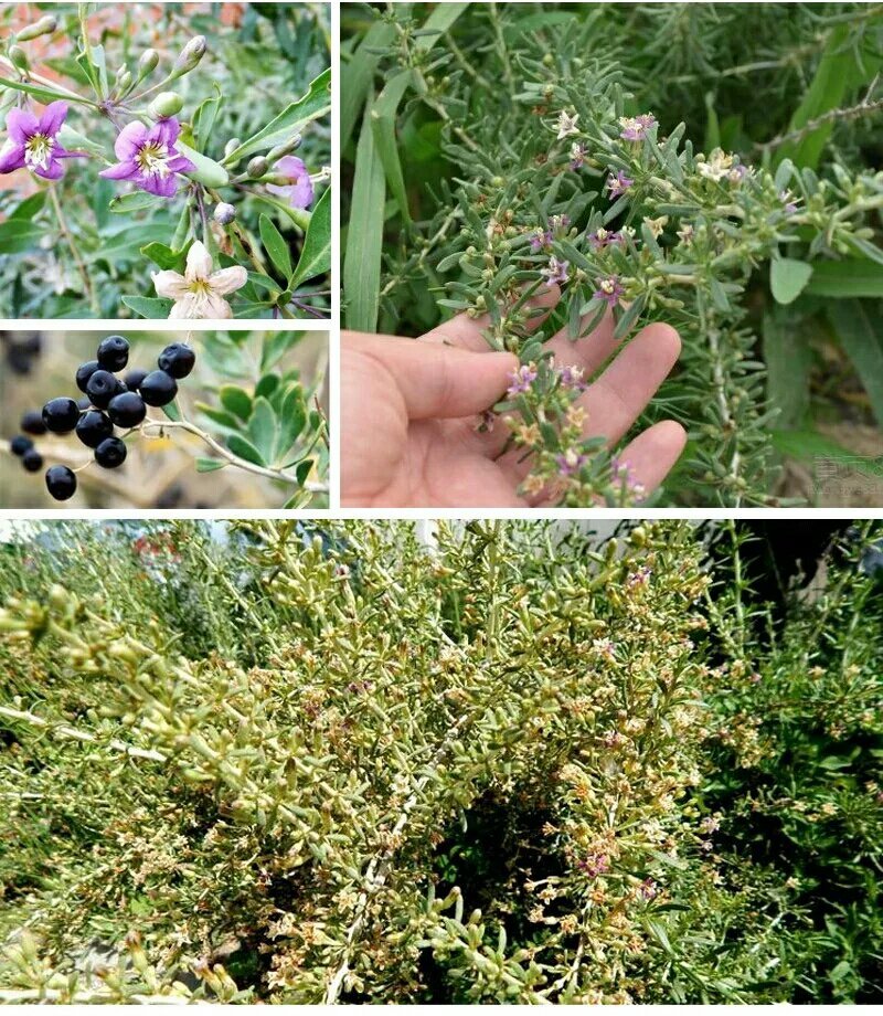 高原油菜野花蜜青海枸杞蜂蜜500g瓶装批发包邮