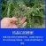 高原油菜野花蜜青海枸杞蜂蜜500g瓶装批发包邮