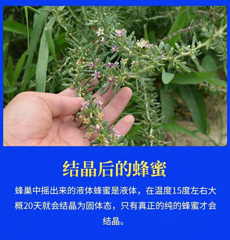 高原油菜野花蜜青海枸杞蜂蜜500g瓶装批发包邮