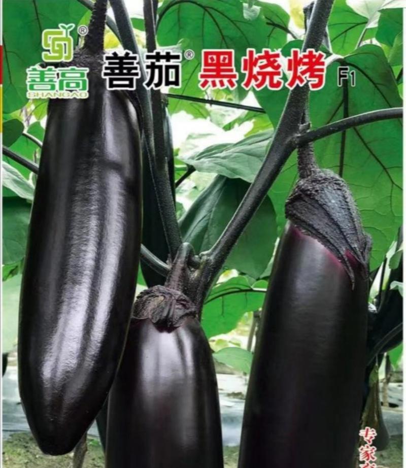 【善茄黑烧烤】一代杂交茄子种子紫黑油亮光泽长茄子烧烤茄子