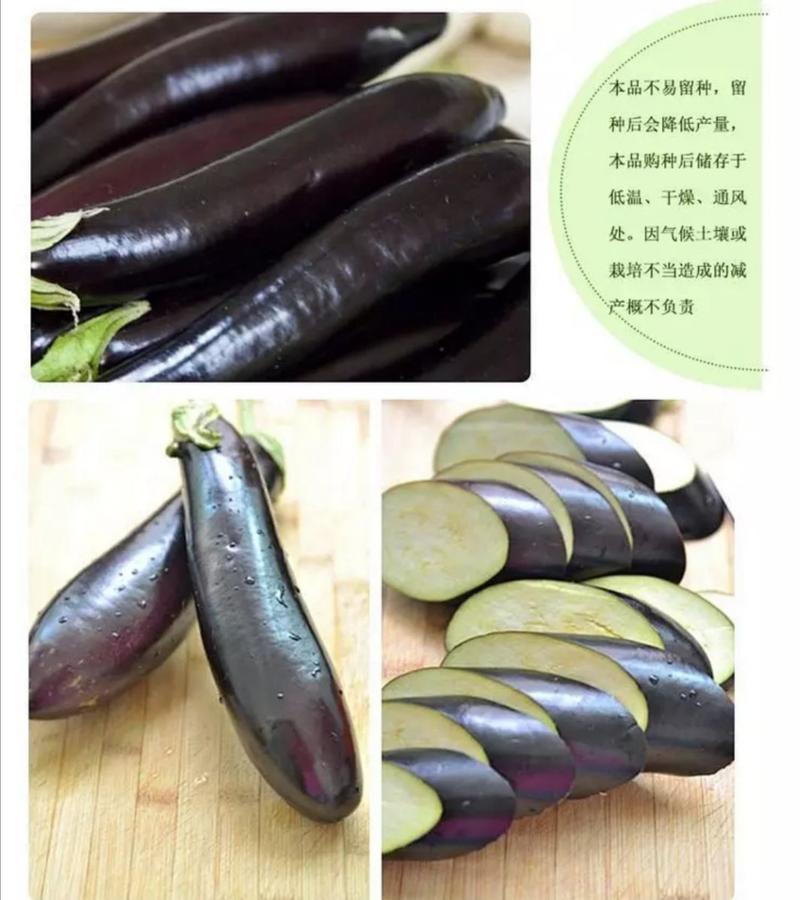 【善茄黑烧烤】一代杂交茄子种子紫黑油亮光泽长茄子烧烤茄子