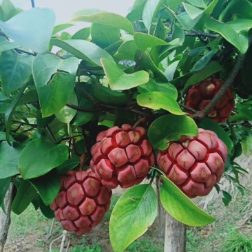 布福娜