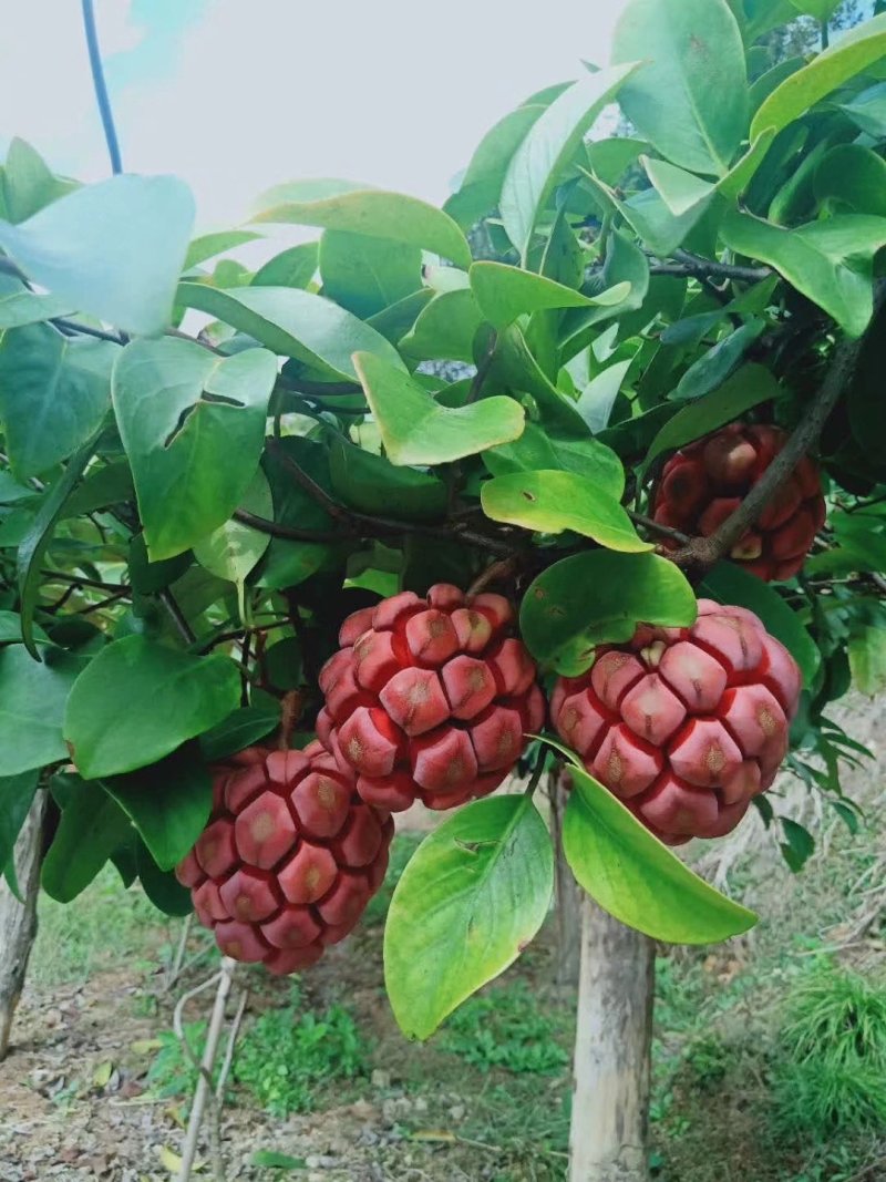 布福娜