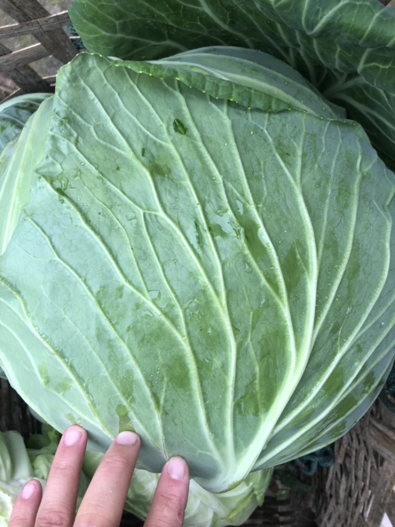 荣昌薄皮莲白脆莲白