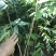 正宗海南黄花梨树苖降香黄檀黄花梨