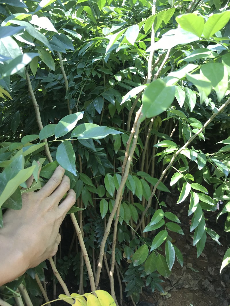 正宗海南黄花梨树苖降香黄檀黄花梨