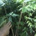 正宗海南黄花梨树苖降香黄檀黄花梨