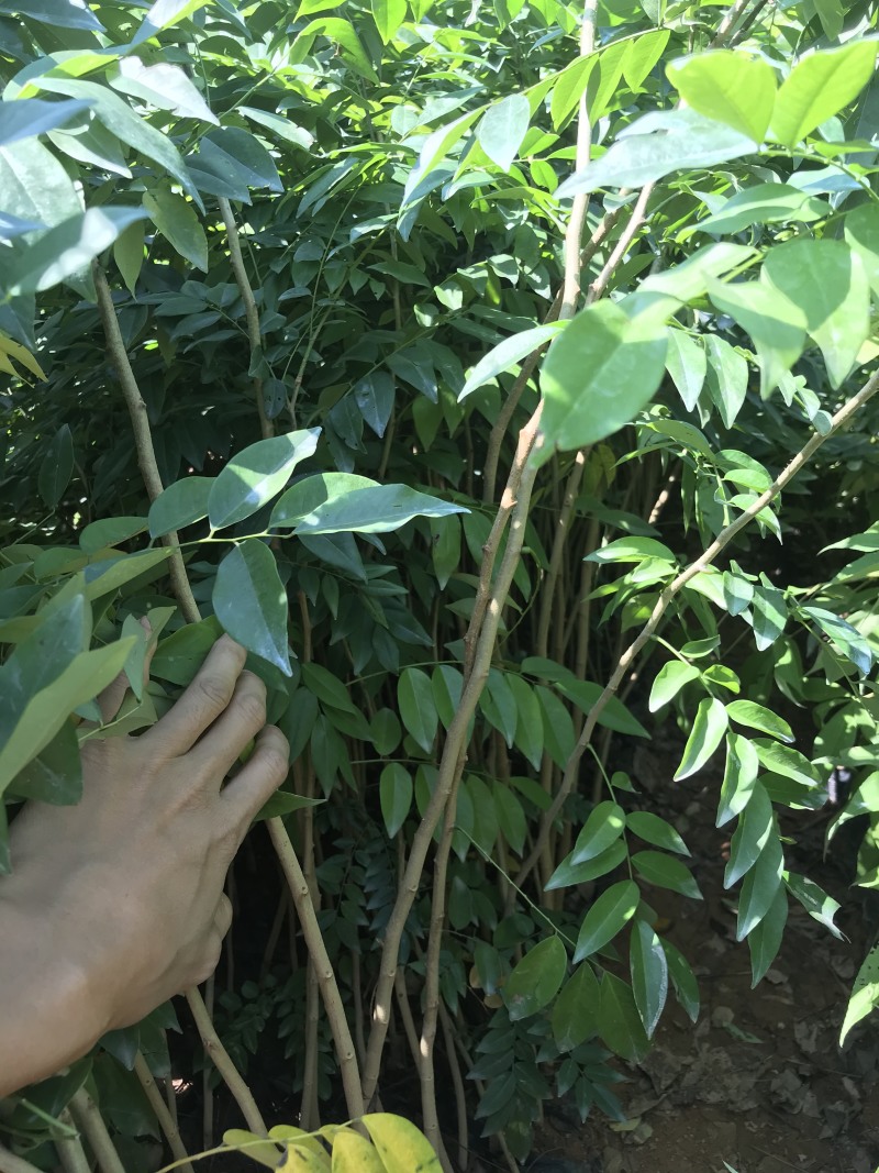 正宗海南黄花梨树苖降香黄檀黄花梨