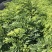 正宗海南黄花梨树苖降香黄檀黄花梨