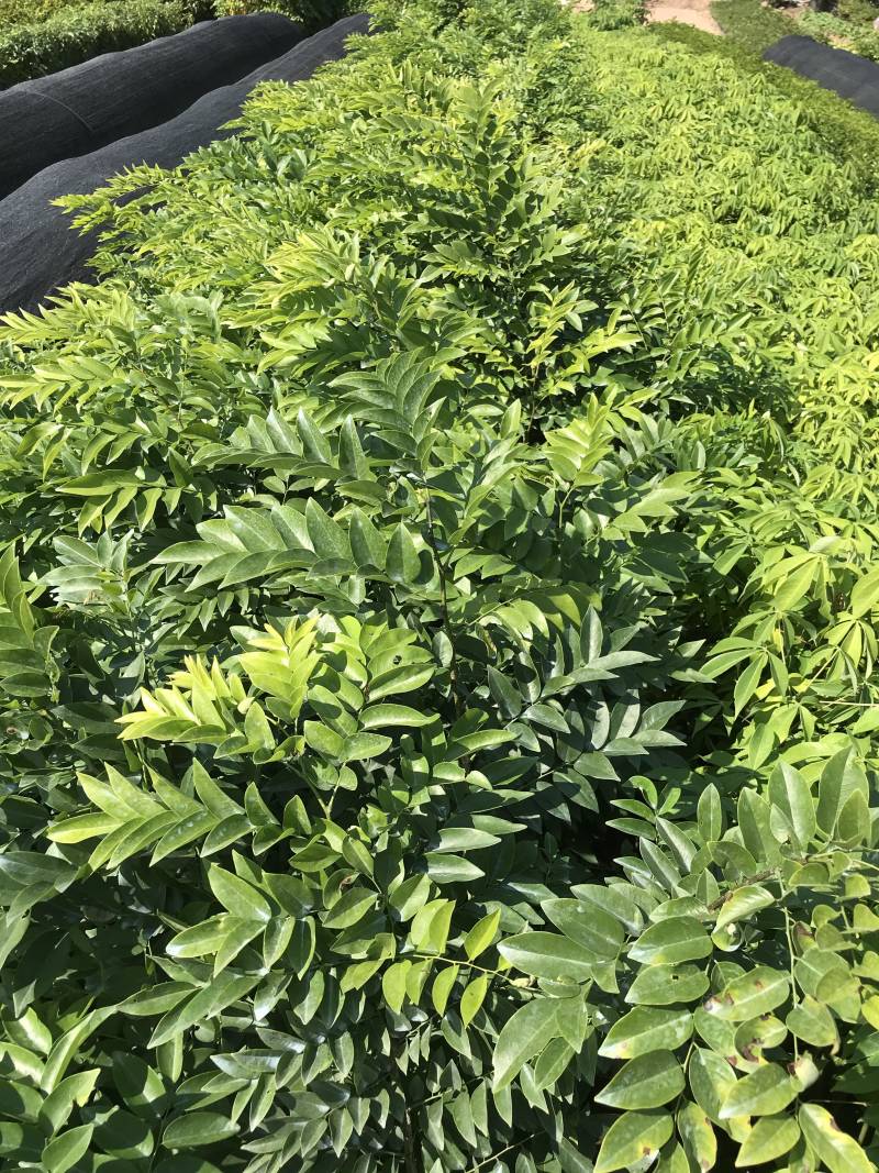 正宗海南黄花梨树苖降香黄檀黄花梨