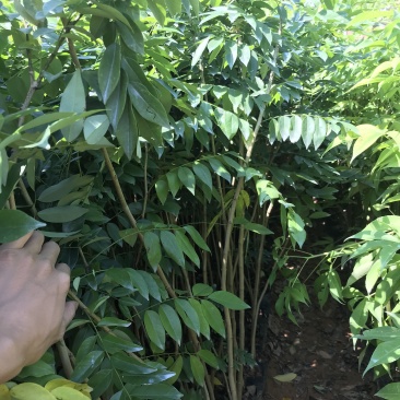 正宗海南黄花梨树苖降香黄檀黄花梨