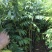 正宗海南黄花梨树苖降香黄檀黄花梨