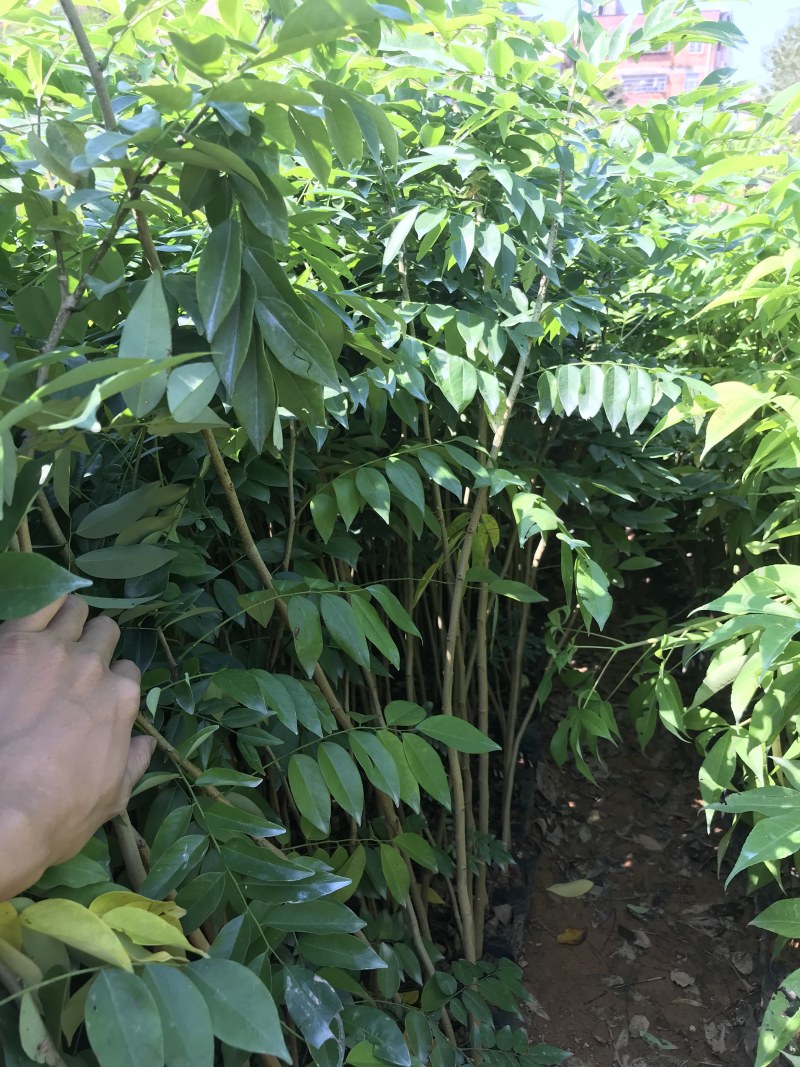 正宗海南黄花梨树苖降香黄檀黄花梨