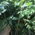 正宗海南黄花梨树苖降香黄檀黄花梨