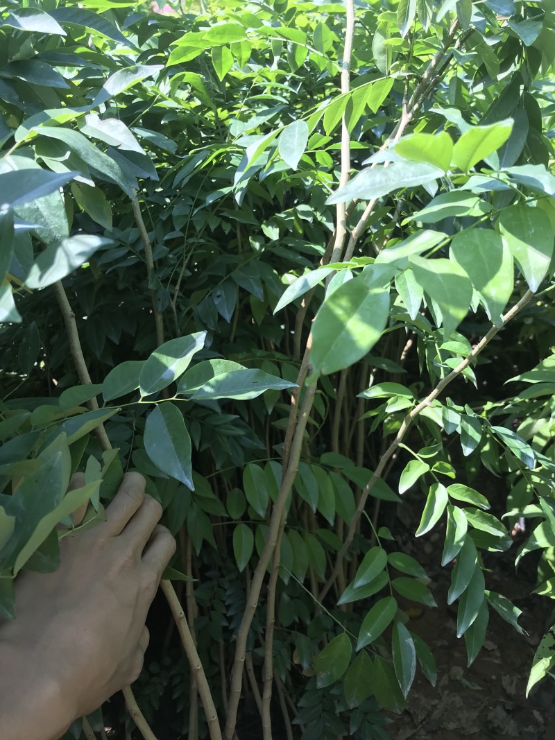 正宗海南黄花梨树苖降香黄檀黄花梨