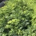 正宗海南黄花梨树苖降香黄檀黄花梨