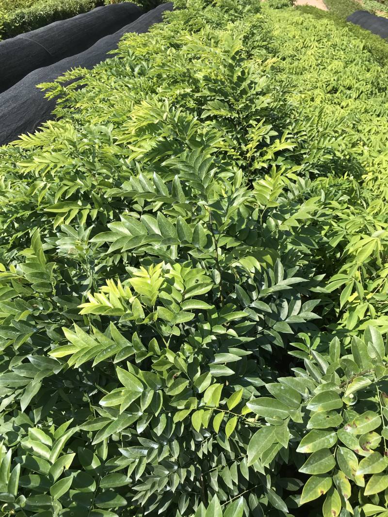 正宗海南黄花梨树苖降香黄檀黄花梨