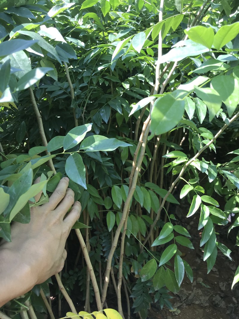 正宗海南黄花梨树苖降香黄檀黄花梨