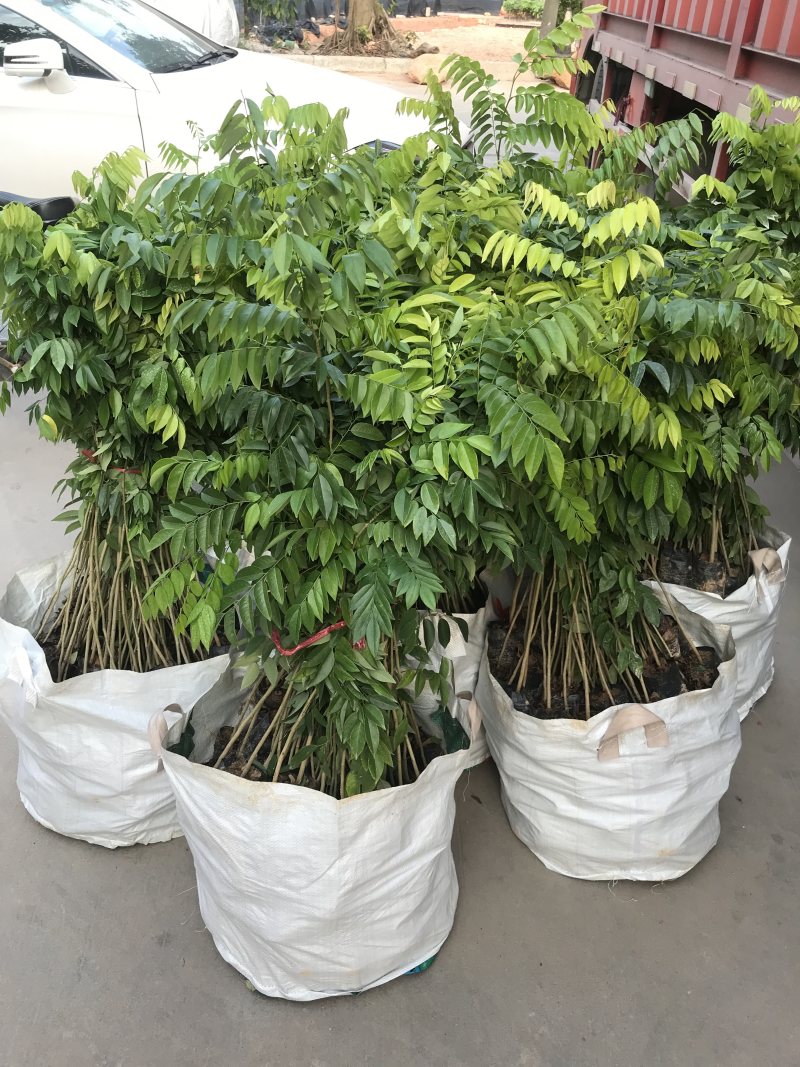 正宗海南黄花梨树苖降香黄檀黄花梨