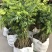 正宗海南黄花梨树苖降香黄檀黄花梨