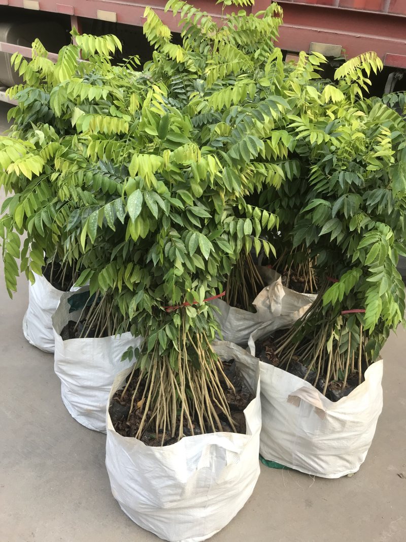 正宗海南黄花梨树苖降香黄檀黄花梨