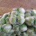 大白菜，秦白2号优质大白菜，代发全国，欢迎选购