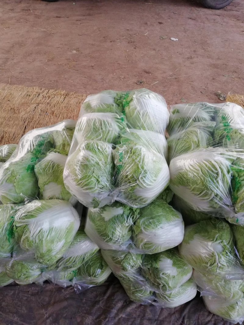 大白菜，秦白2号优质大白菜，代发全国，欢迎选购