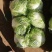 大白菜，秦白2号优质大白菜，代发全国，欢迎选购