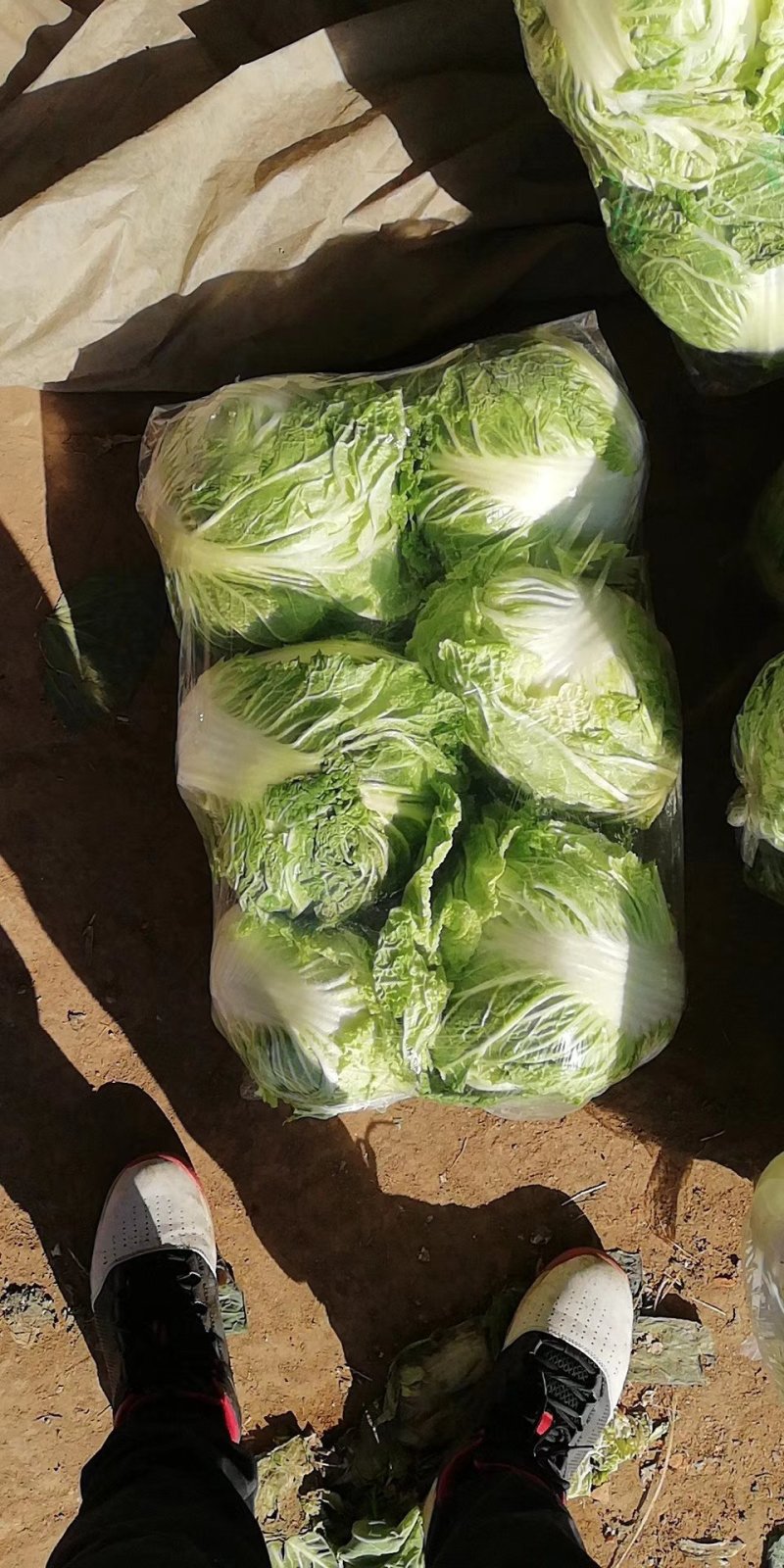 大白菜，秦白2号优质大白菜，代发全国，欢迎选购