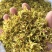 霍山石斛花，铁皮石斛花，基地直发，品质保证，欢迎洽谈合作
