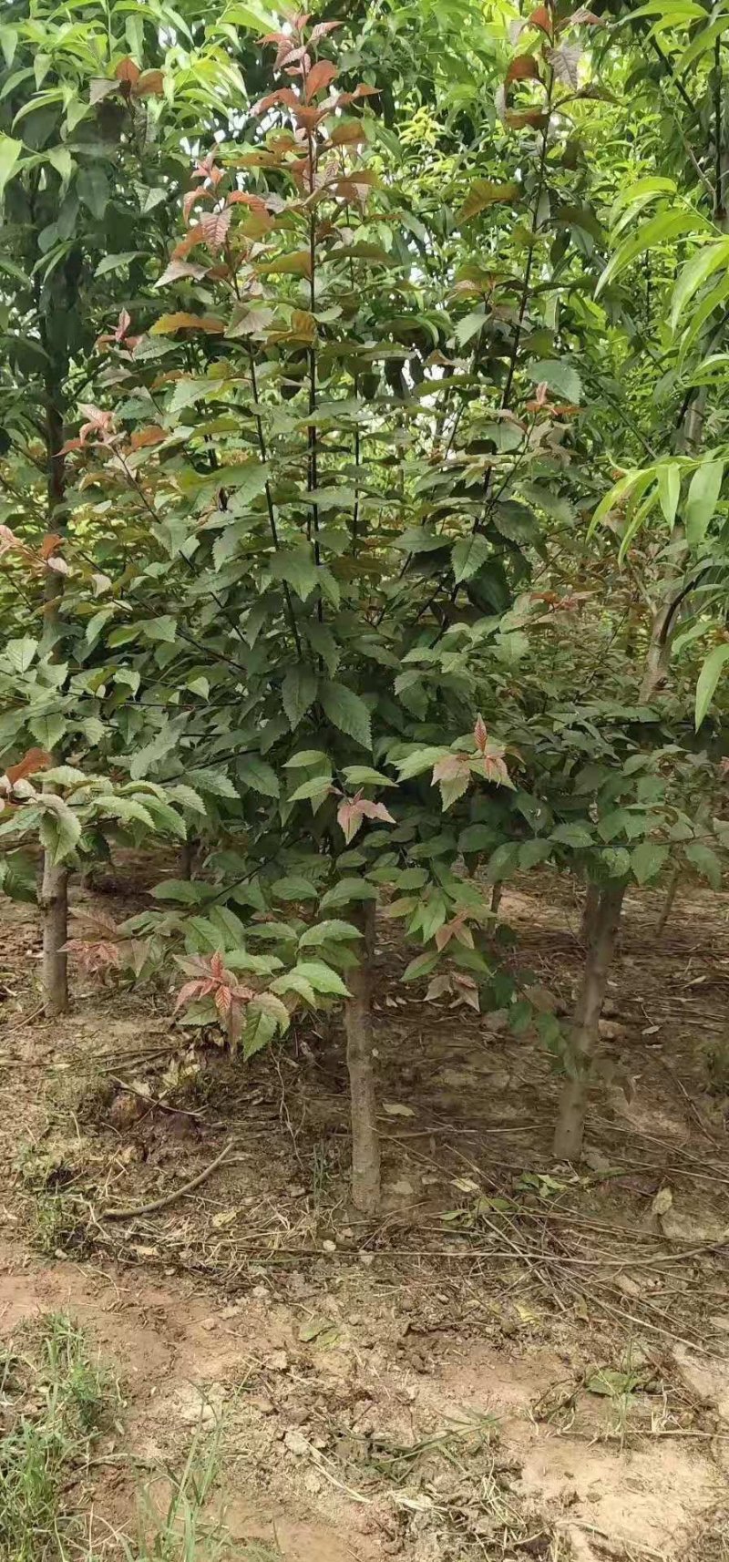 榆叶梅，观赏价值高树冠漂亮，做工扎实，干直冒圆