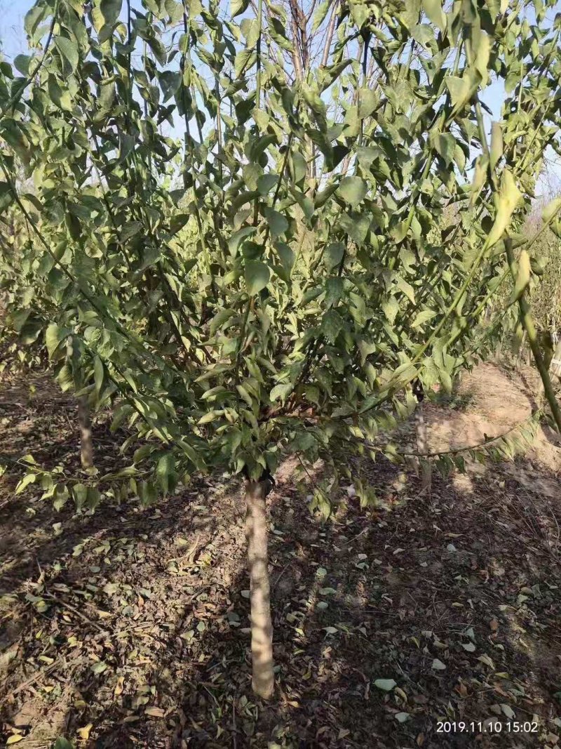 榆叶梅，观赏价值高树冠漂亮，做工扎实，干直冒圆