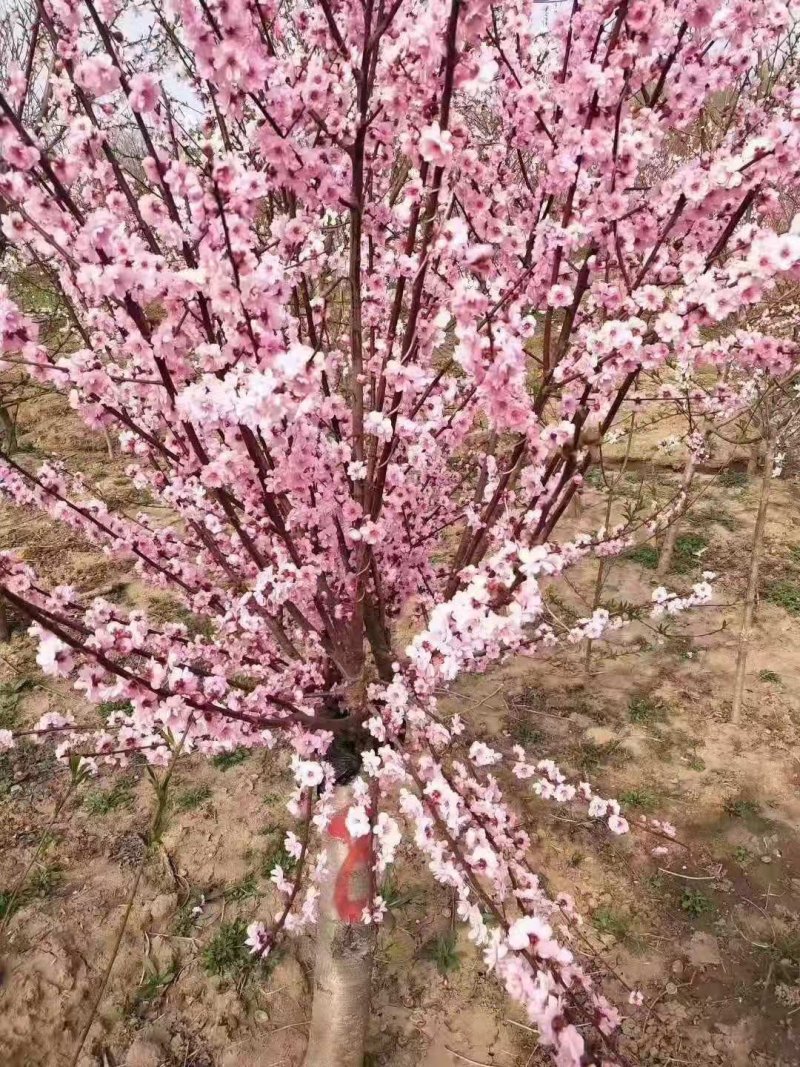 榆叶梅，观赏价值高树冠漂亮，做工扎实，干直冒圆