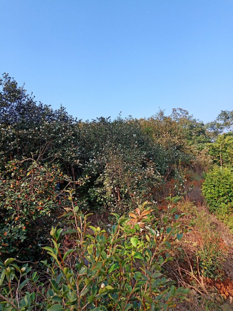 出销大量油茶