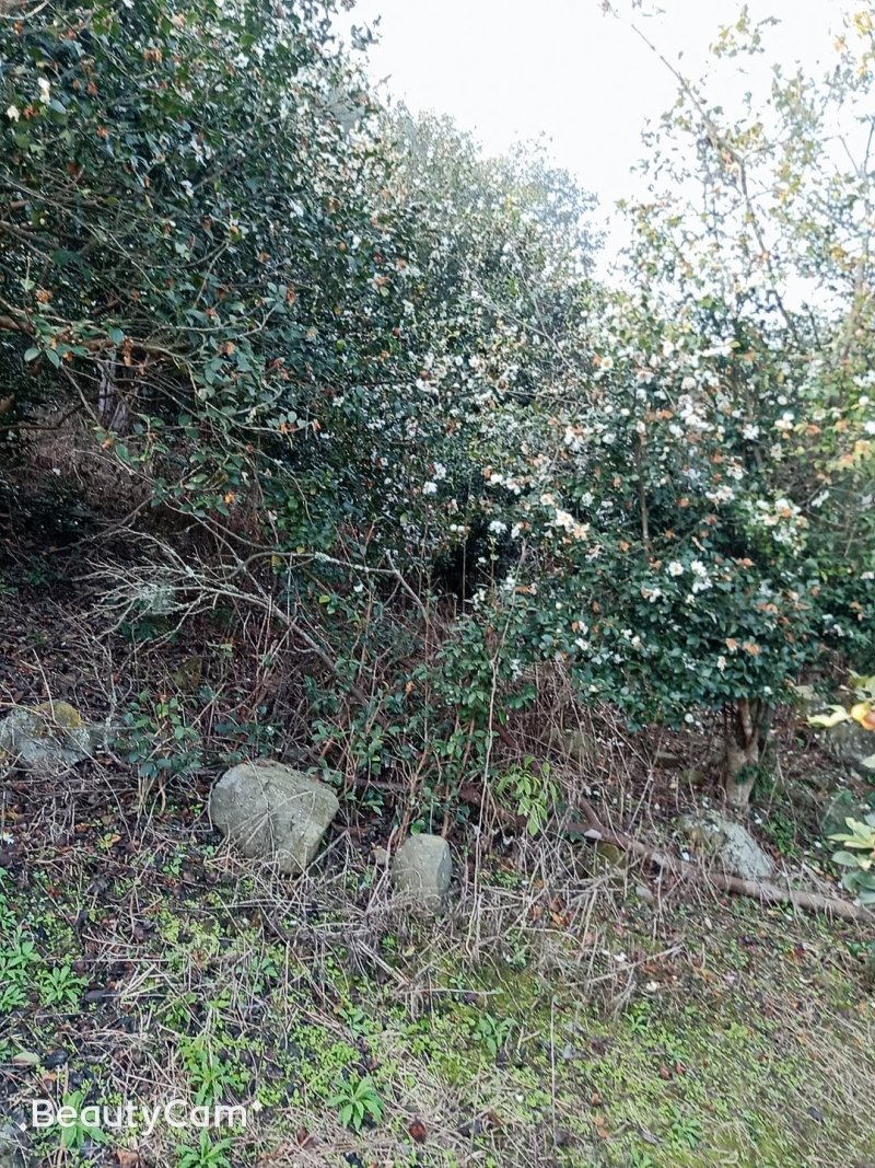 出销大量油茶
