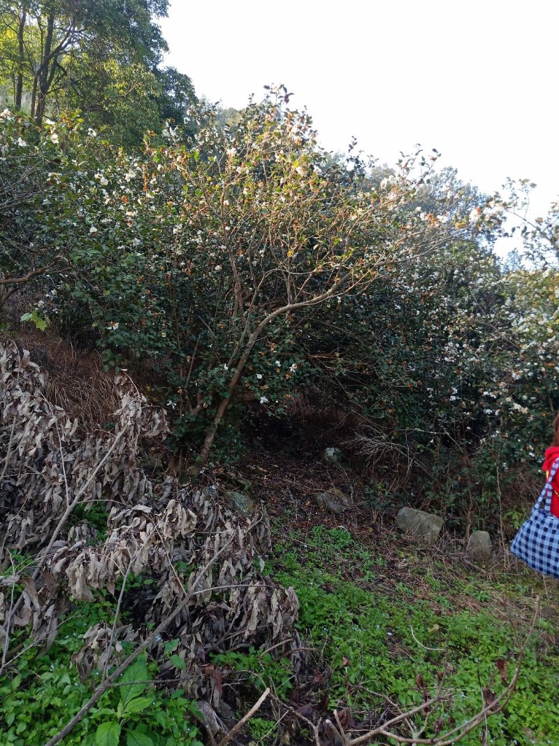 出销大量油茶