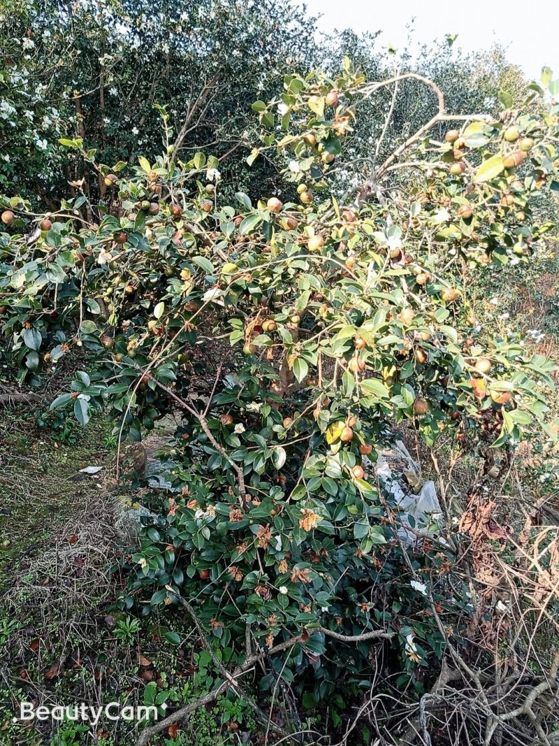 出销大量油茶